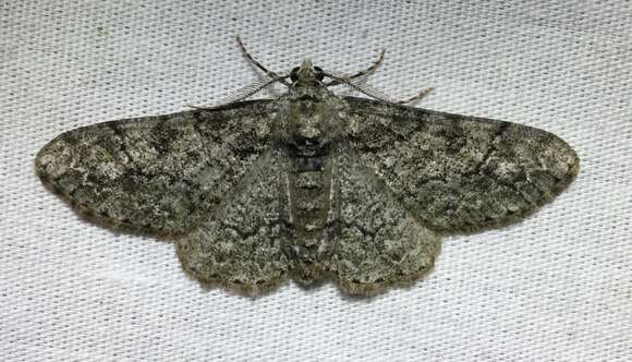 Image of Double-lined Gray Moth