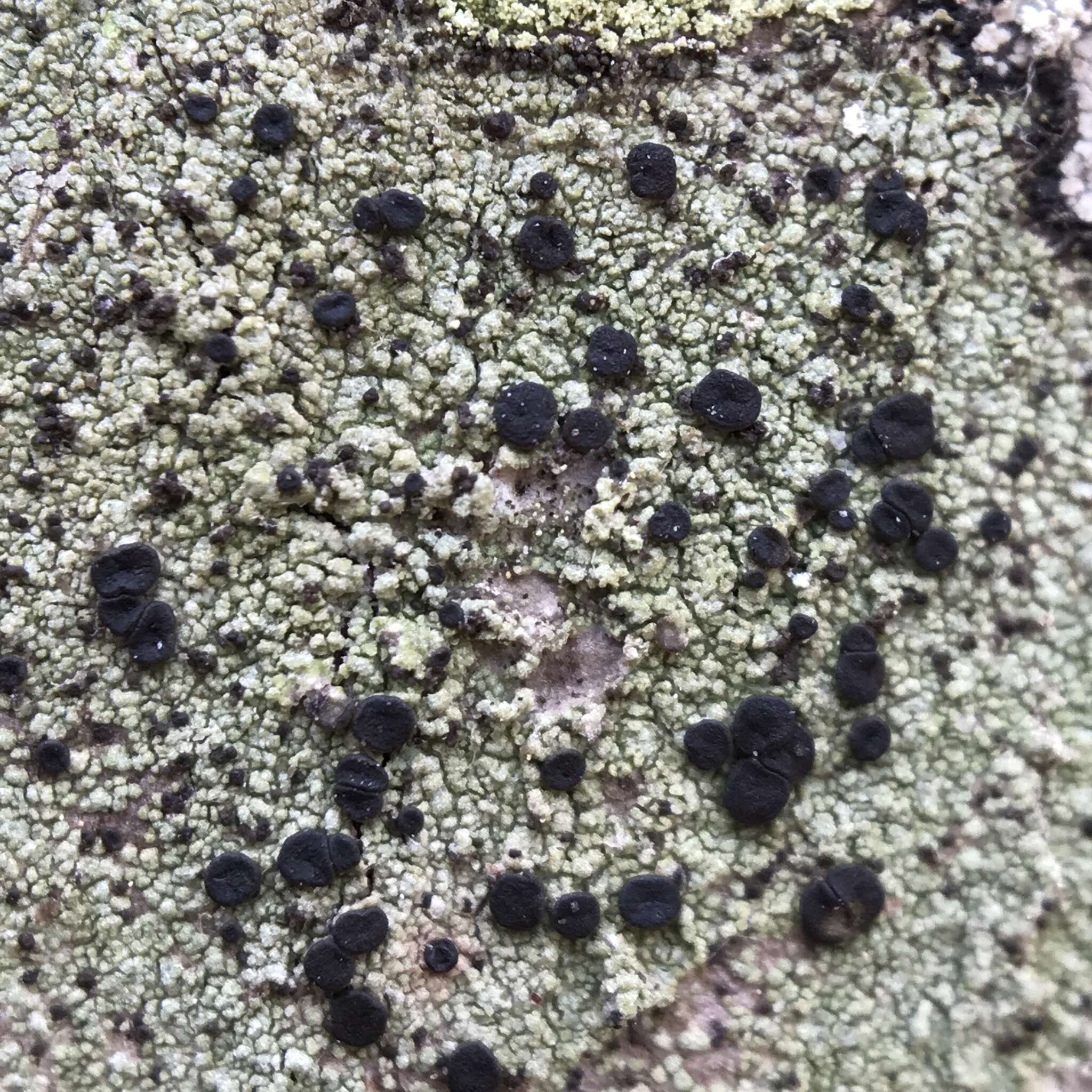 Ropalospora chlorantha (Tuck.) S. Ekman的圖片