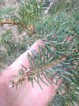 Image of Abies concolor (Gordon) Lindl. ex Hildebr.