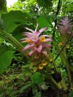 Image de Curcuma pseudomontana J. Graham