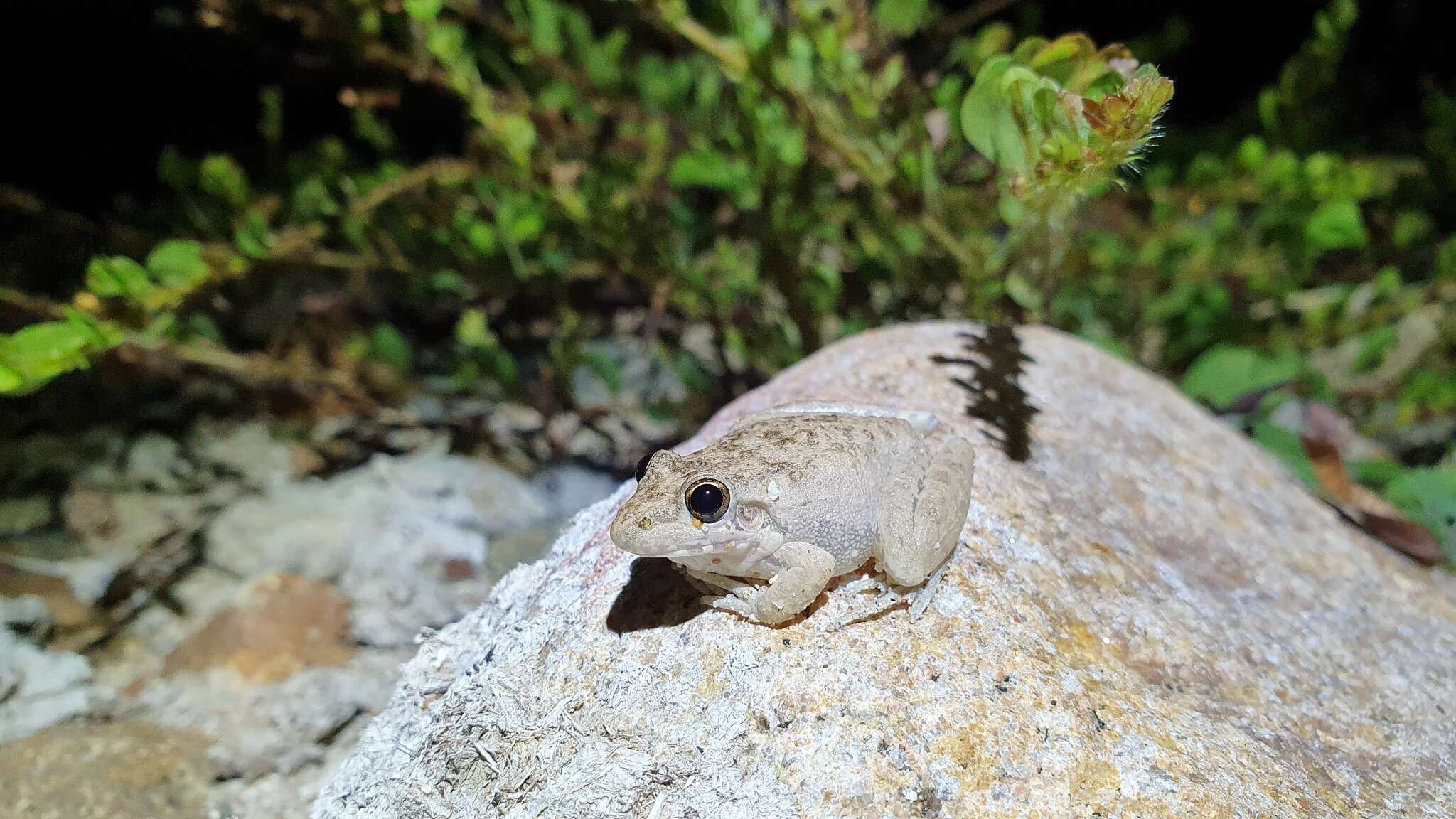 Plancia ëd Litoria inermis (Peters 1867)