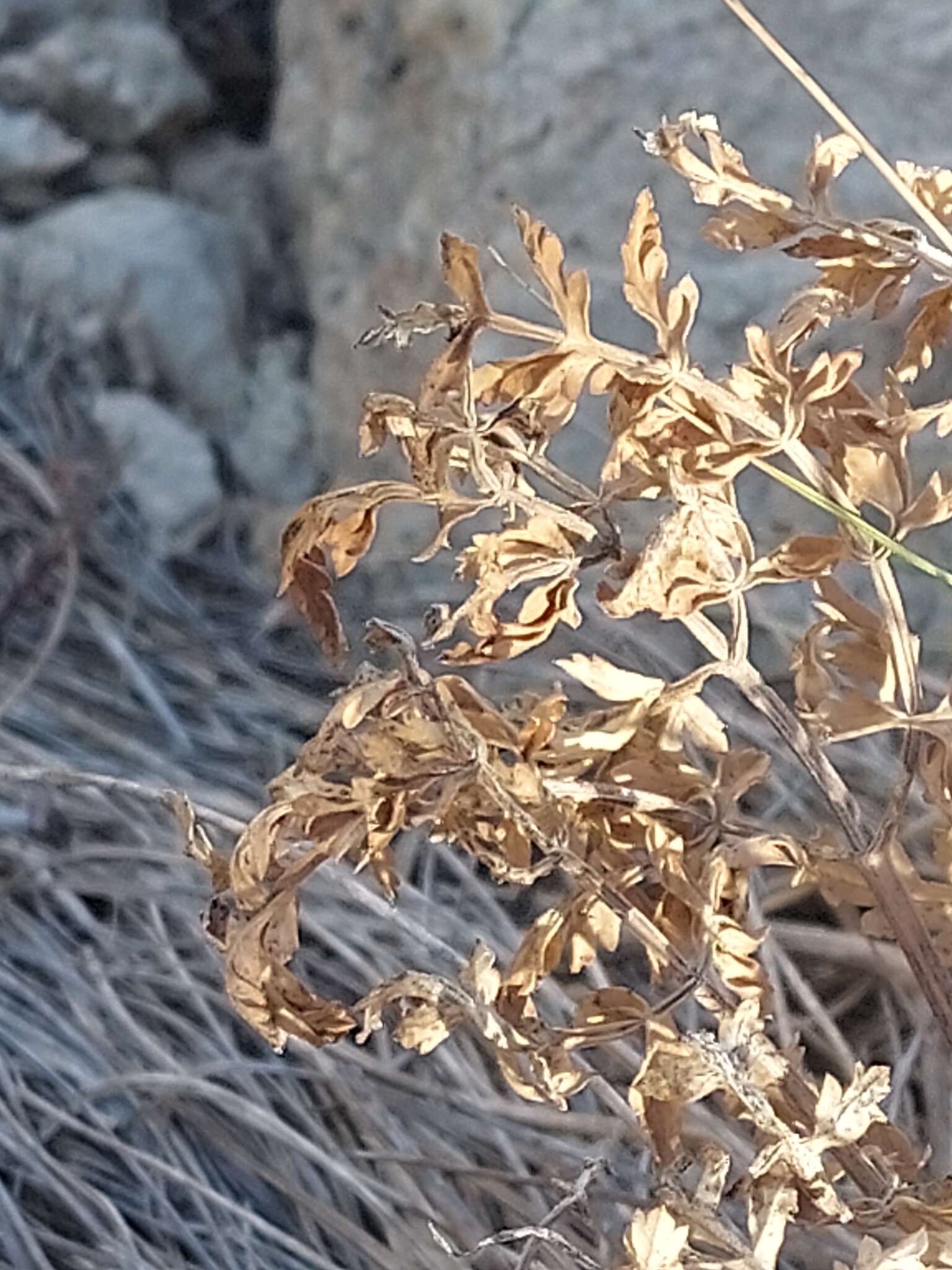 Image of Thapsia scabra (Cav.) Simonsen, Rønsted, Weitzel & Spalik