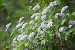 Image of Hydrangea hirta (Thunb.) Siebold