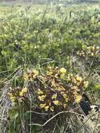 Pedicularis labradorica var. labradorica resmi