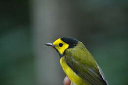 Image of Hooded Warbler