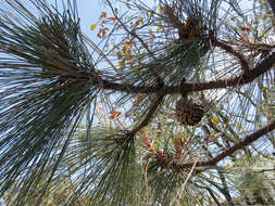 Image of Egg-cone Pine