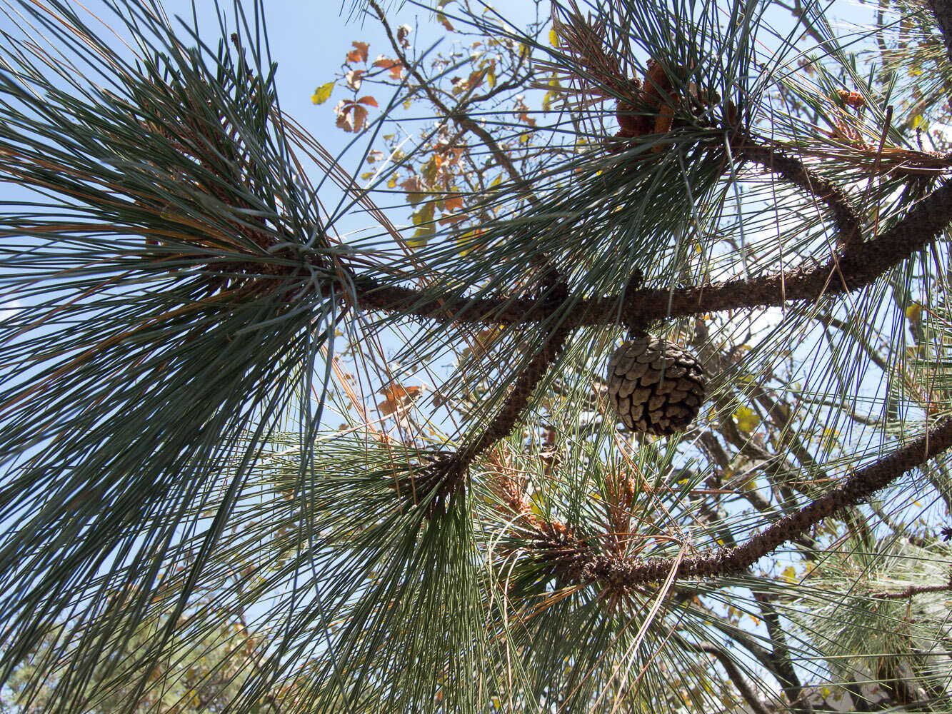 Image de Pinus oocarpa Schiede ex Schltdl.