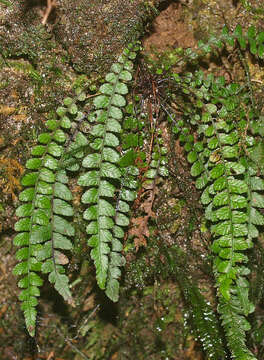 Слика од Austroblechnum membranaceum (Colenso ex Hook.) Gasper & V. A. O. Dittrich