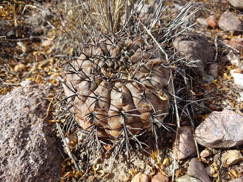 Image of Gymnocalycium striglianum Jeggle & H. Till