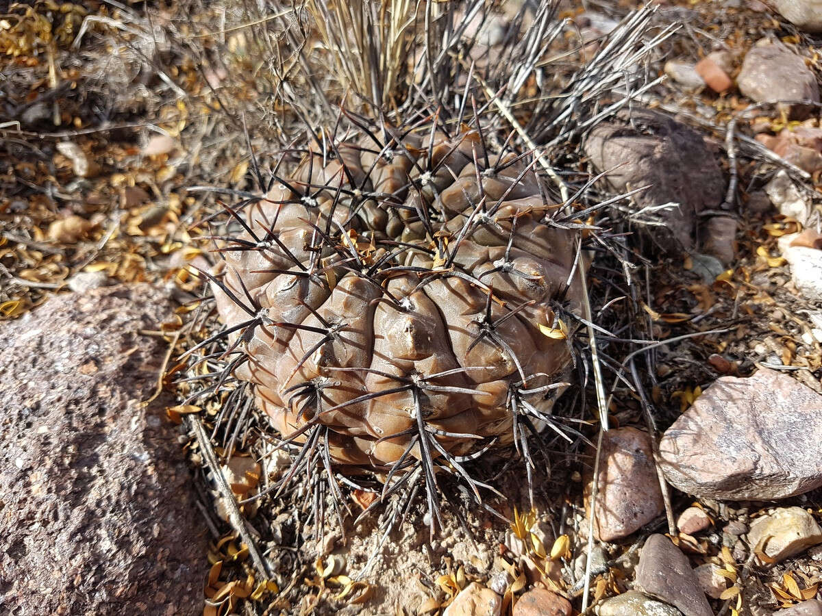 Image of Gymnocalycium striglianum Jeggle & H. Till