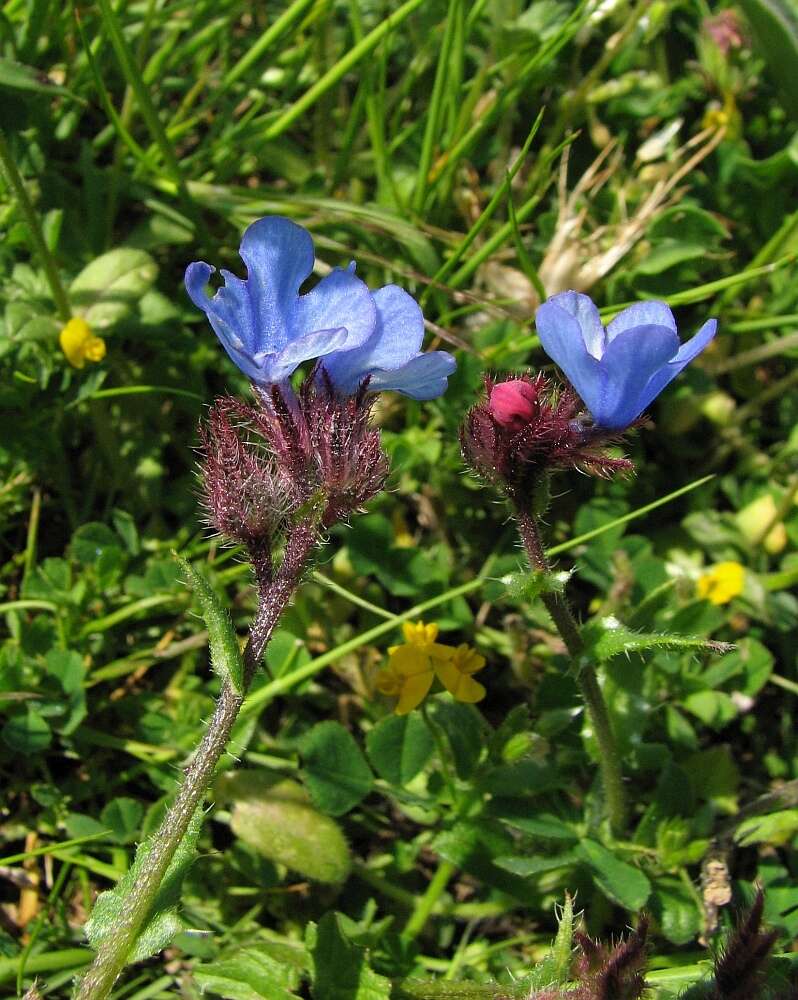 صورة Anchusella cretica (Mill.) M. Bigazzi, E. Nardi & F. Selvi