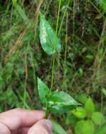 Image of Panicum brevifolium L.