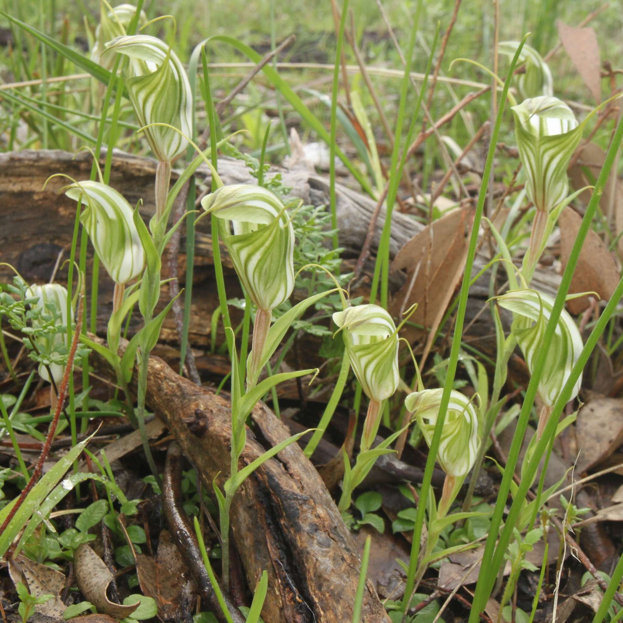 Image of Sharp-leaf greenhood