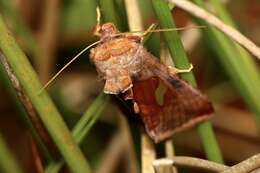 Autographa bractea Schiffermüller 1776 resmi