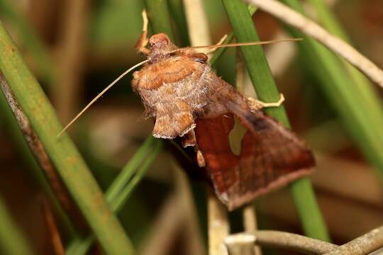 Autographa bractea Schiffermüller 1776 resmi