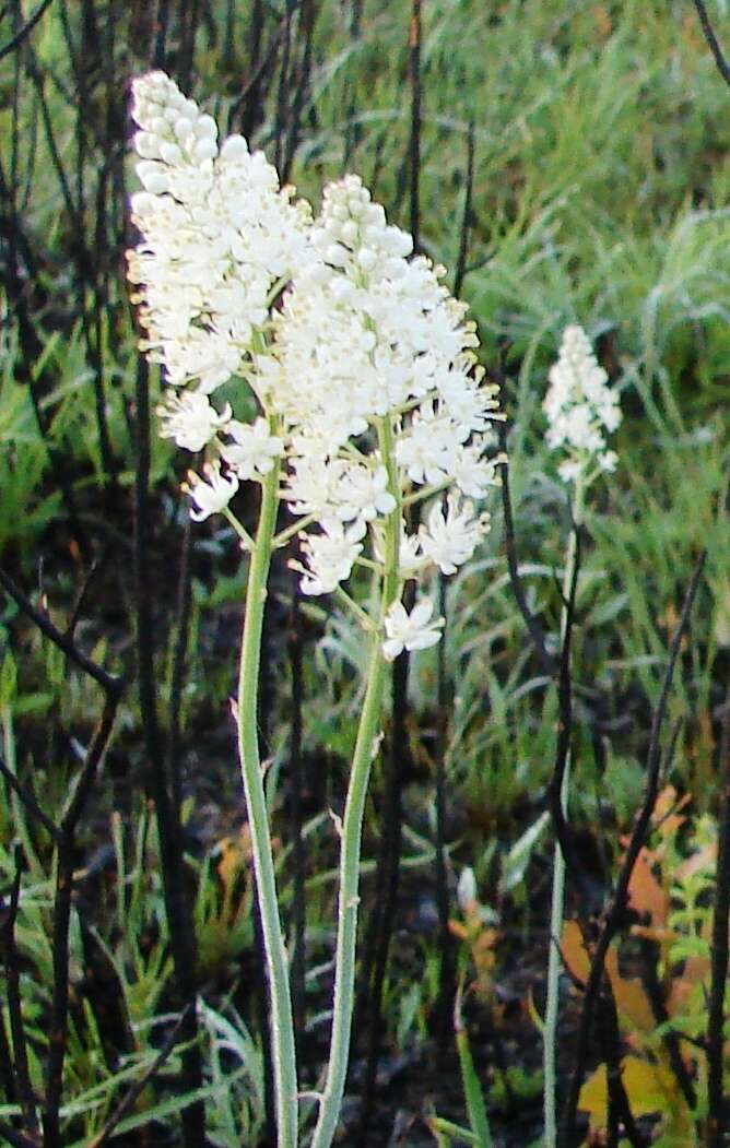 Image of Stenanthium densum (Desr.) Zomlefer & Judd