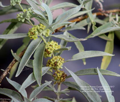 صورة Buddleja sessiliflora Kunth