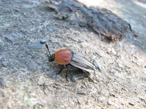 Necrophila (Calosilpha) cyaneocephala (Portevin 1914) resmi