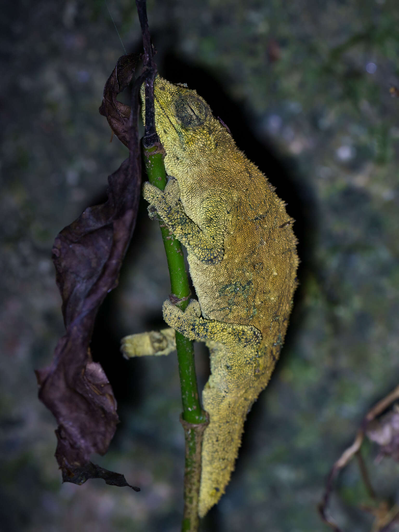 Image of Malawi Stumptail Chameleon