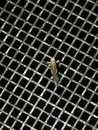 Image of Caloptilia vacciniella (Ely 1915)