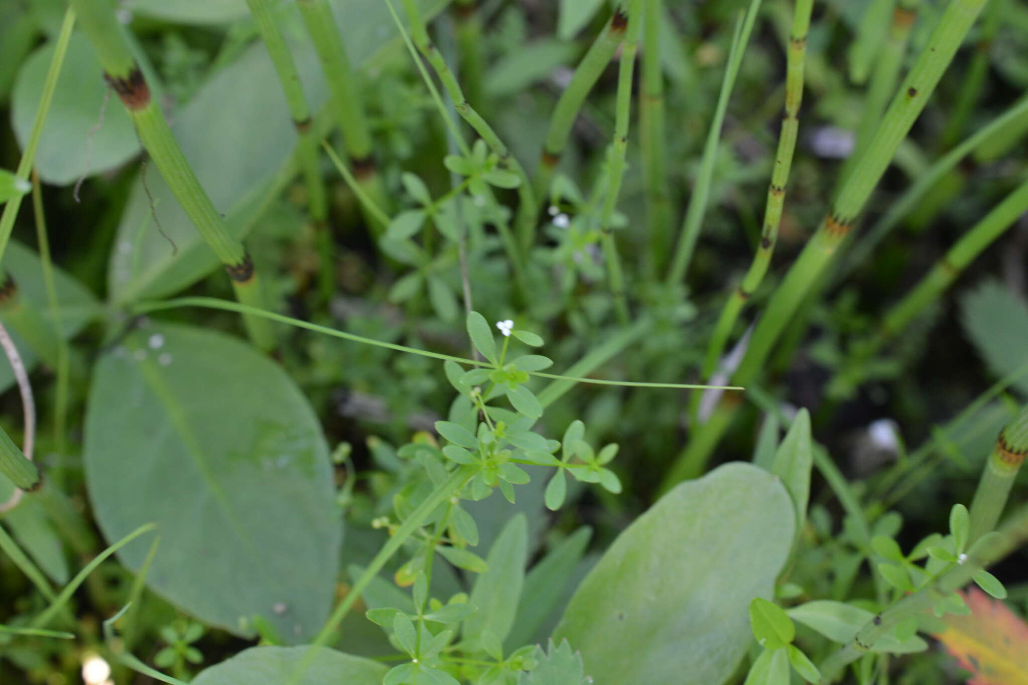 Plancia ëd Galium trifidum subsp. trifidum