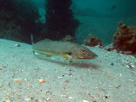 Image of Sand whiting