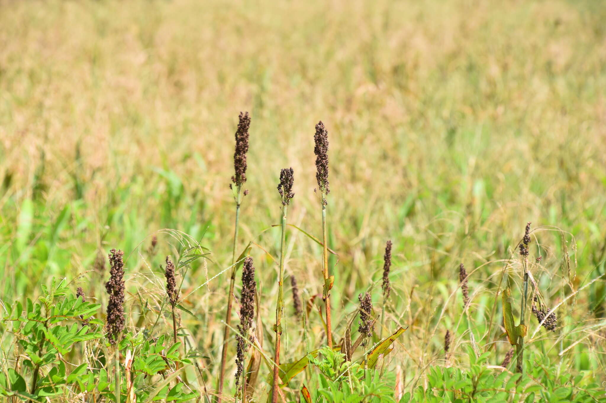 Image of sorghum