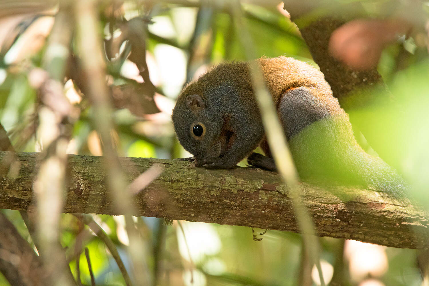 Image of Horse-tailed Squirrel