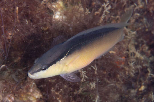 Pseudochromis perspicillatus Günther 1862 resmi