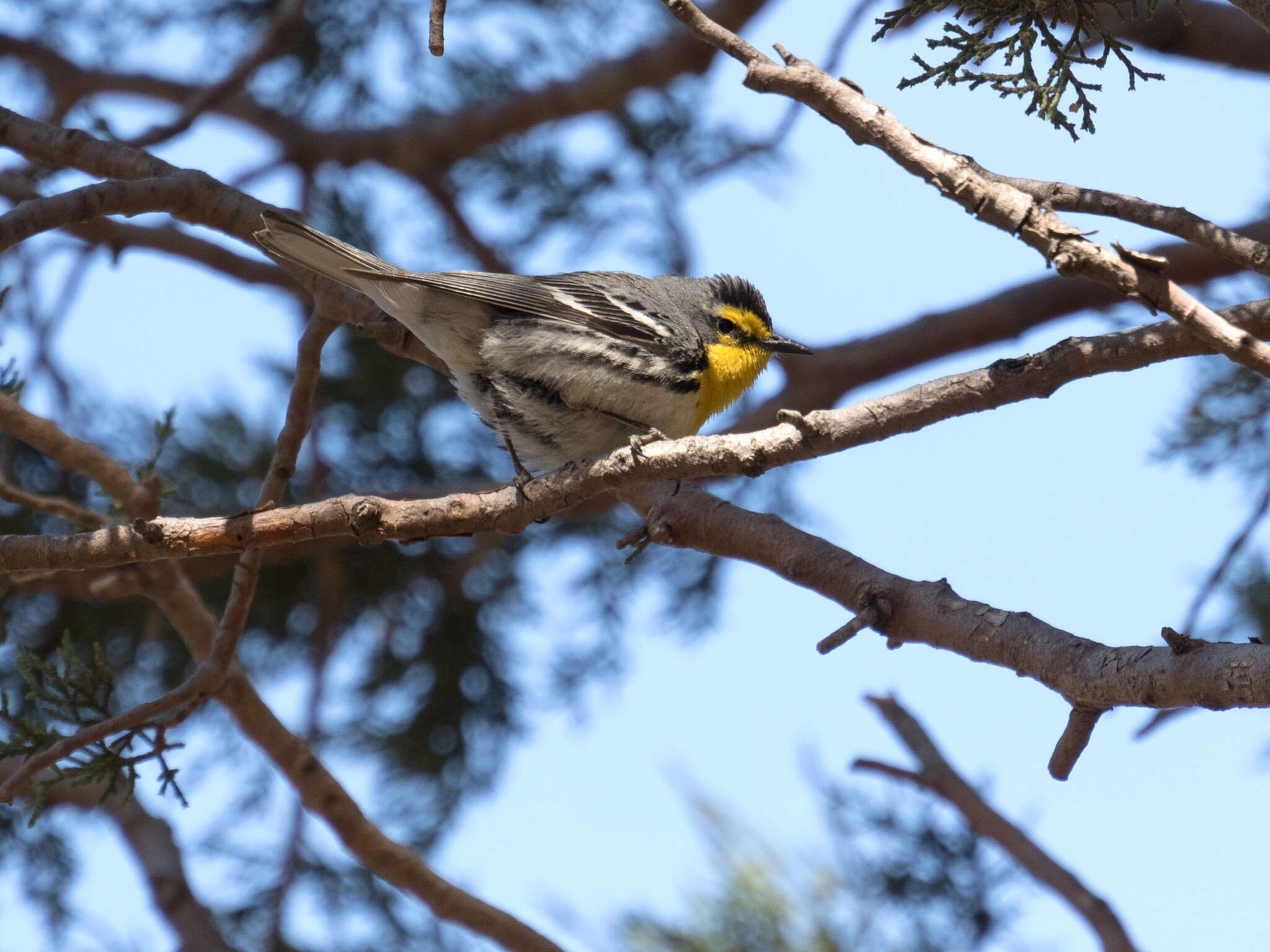 Image of Grace's Warbler