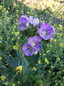 Phacelia grandiflora (Benth.) A. Gray的圖片