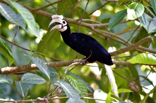 Image of Palawan Hornbill