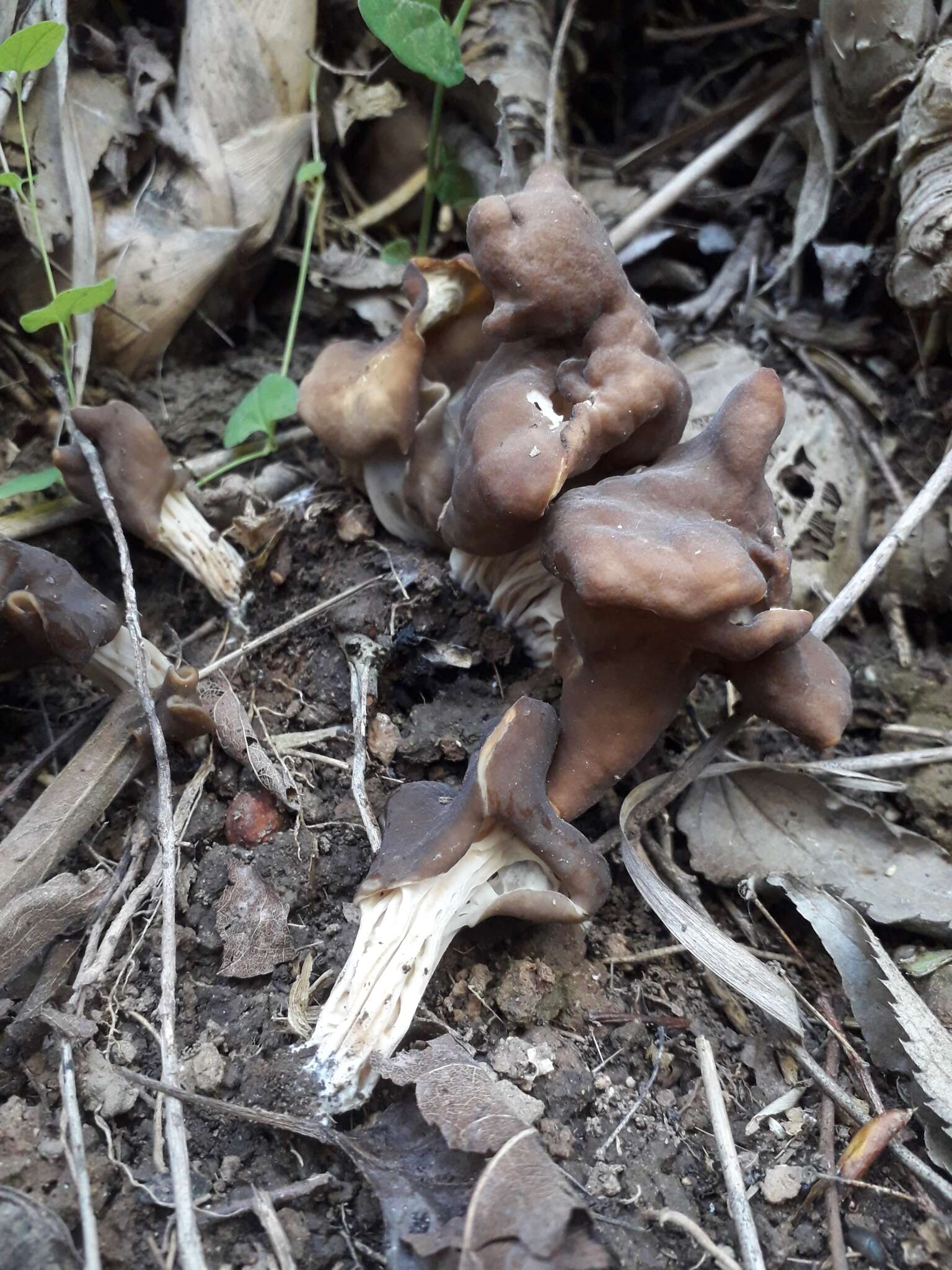 Image of Helvella fusca Gillet 1879