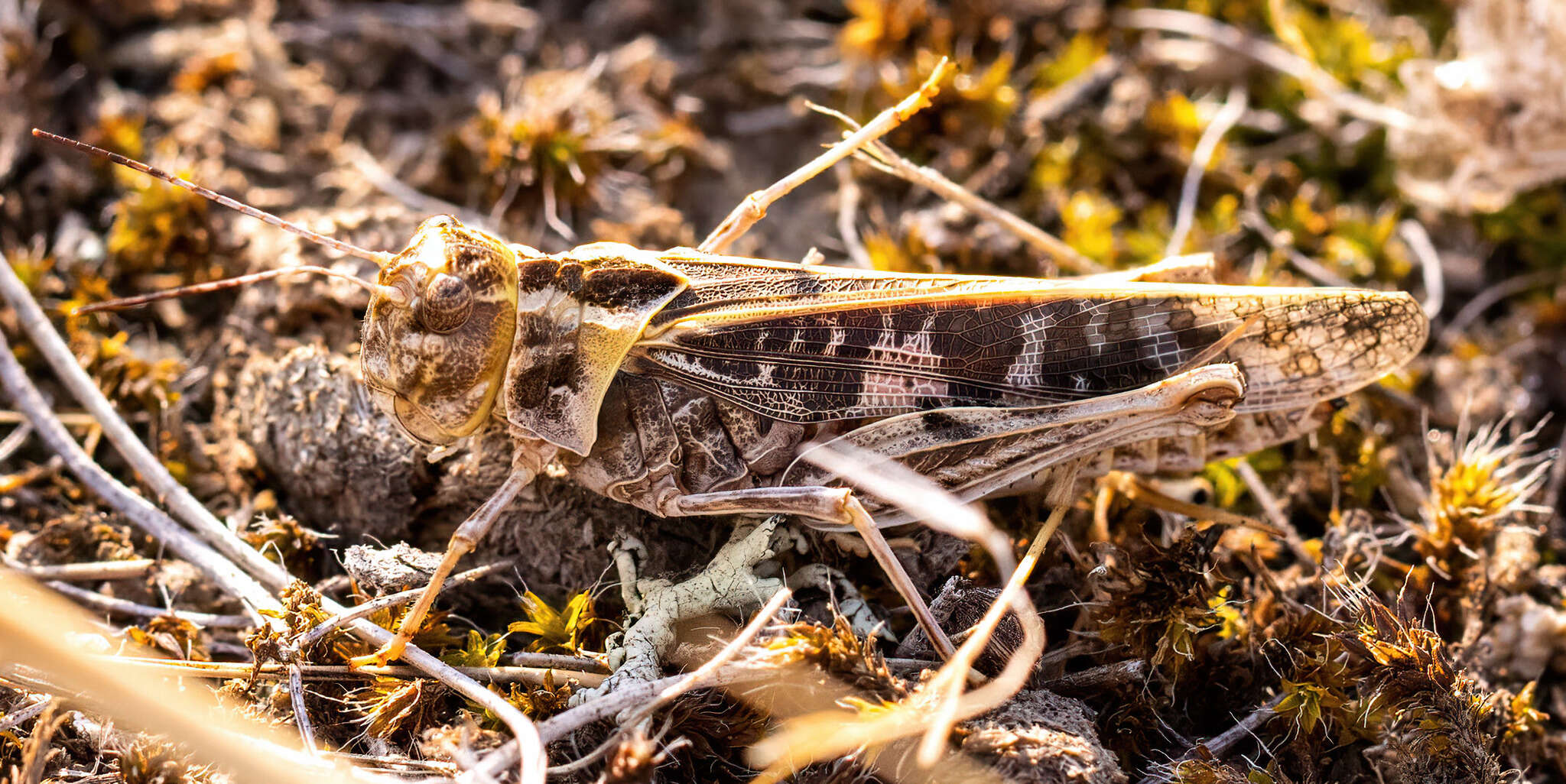 Image of Blue-legged Grasshopper