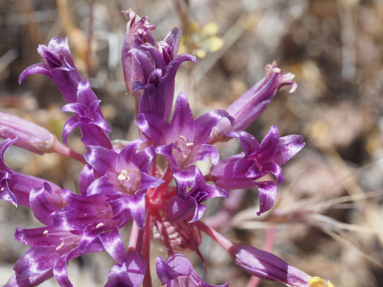 Image of fringed onion