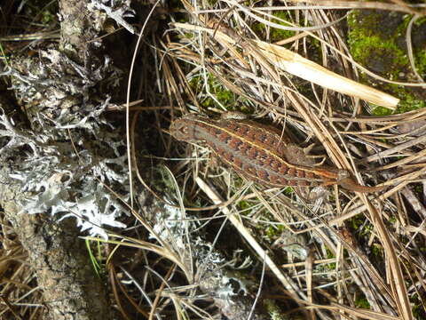 Image of Trans Volcanic Bunchgrass Lizard