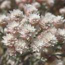 Image of Helichrysum stellatum (L.) Less.