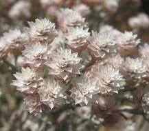 Image of Helichrysum stellatum (L.) Less.