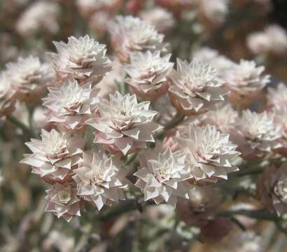 Слика од Helichrysum stellatum (L.) Less.