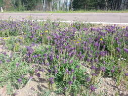 Image of Oxytropis sylvatica (Pall.) DC.