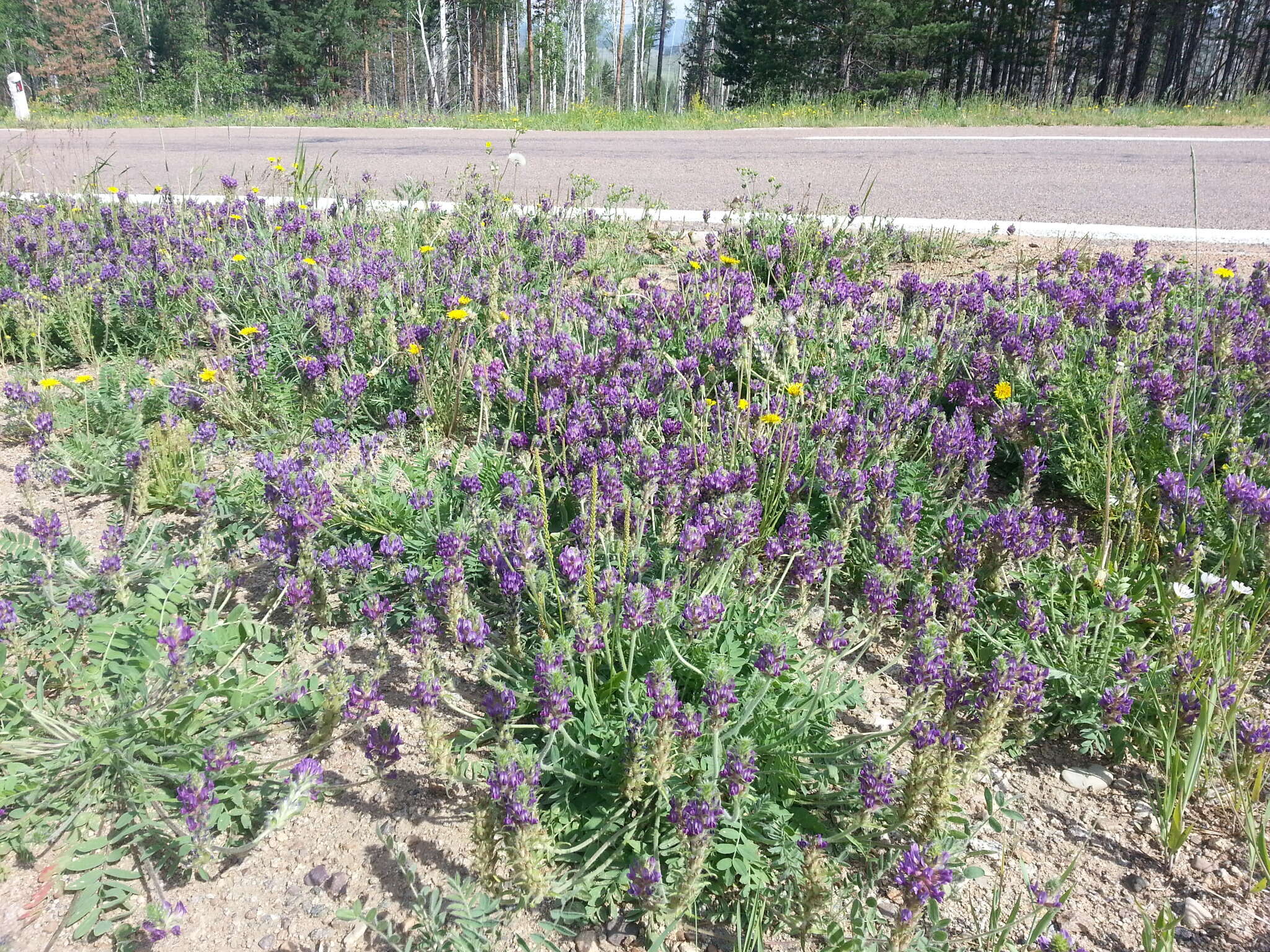 Image de Oxytropis sylvatica (Pall.) DC.