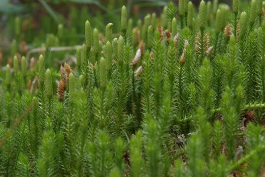 Image of Spinulum annotinum subsp. alpestre