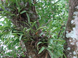 Image of Prosthechea chacaoensis (Rchb. fil.) W. E. Higgins