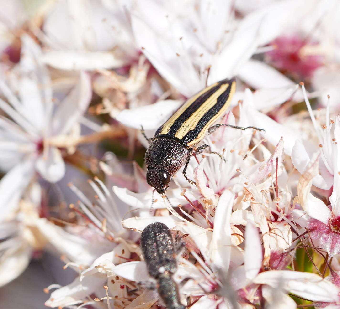 Sivun Castiarina vittata (Saunders 1868) kuva