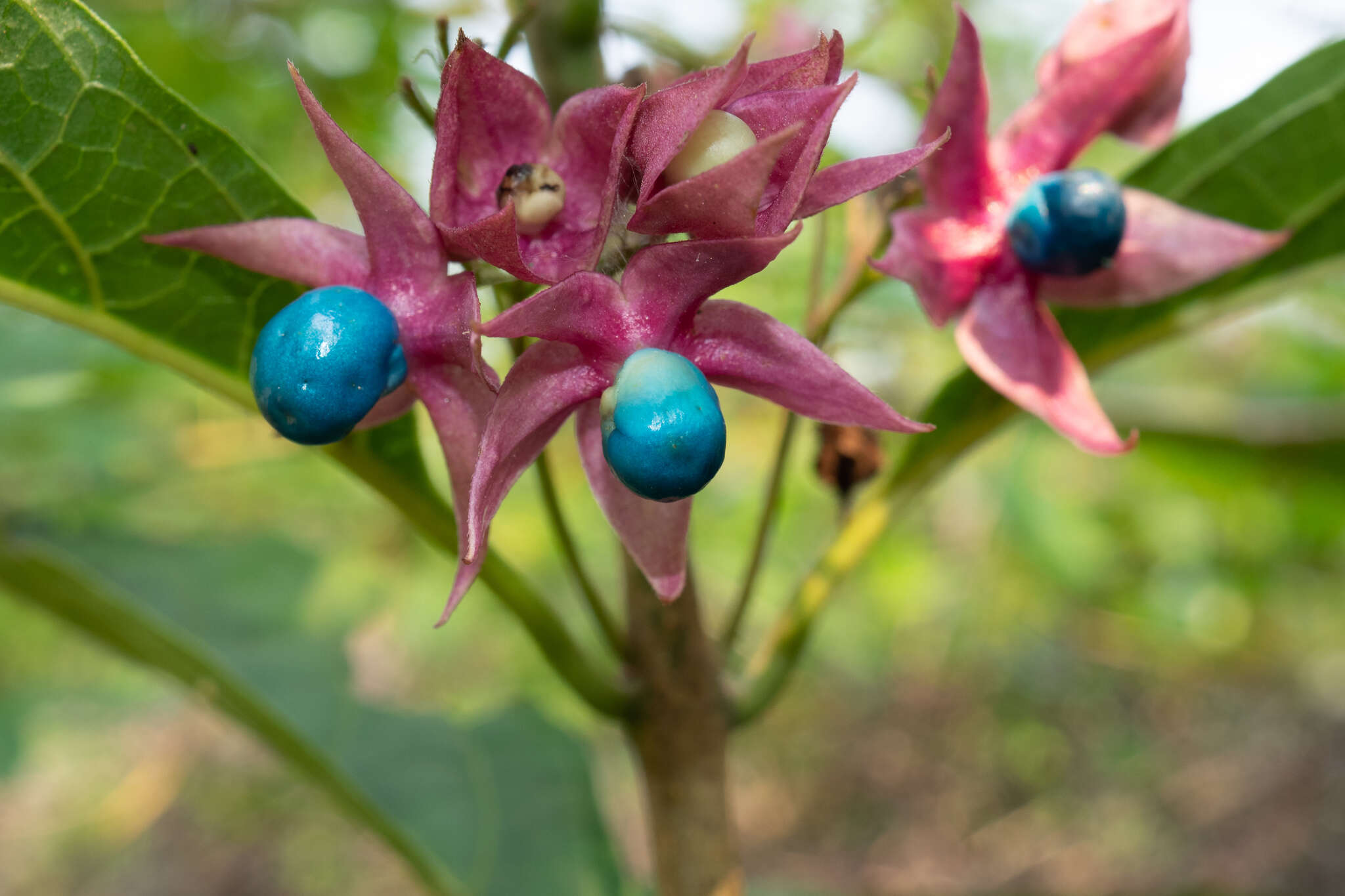 Imagem de Clerodendrum fortunatum L.