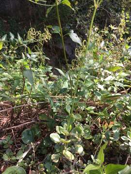 Image of Common kalanchoe