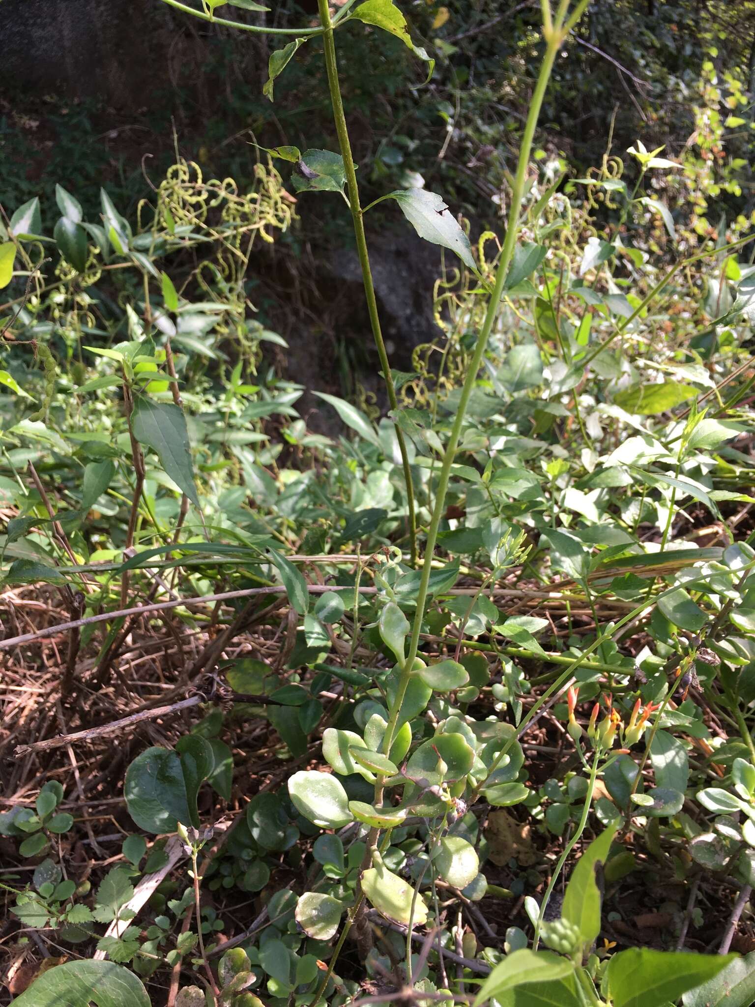 Image of Common kalanchoe