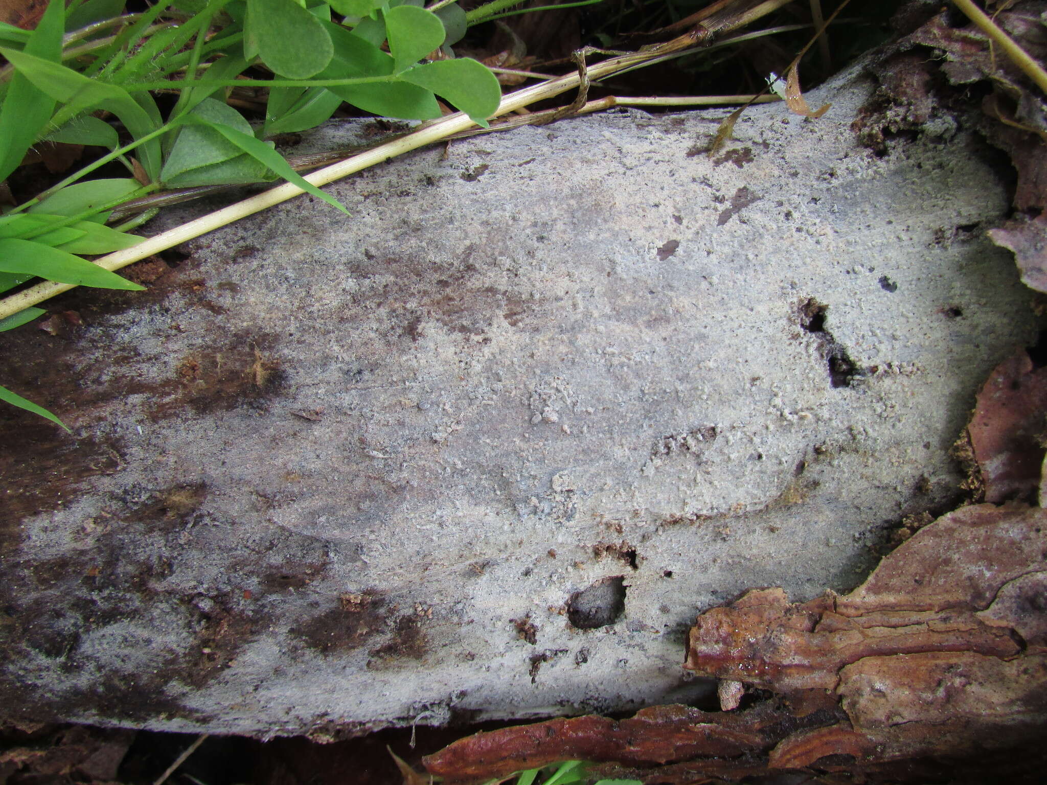 Image of Botryohypochnus