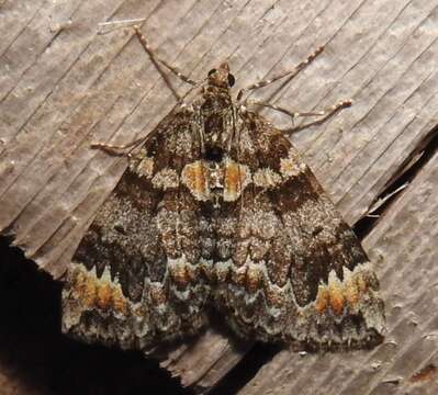 Image of Dysstroma walkerata Pearsall 1909