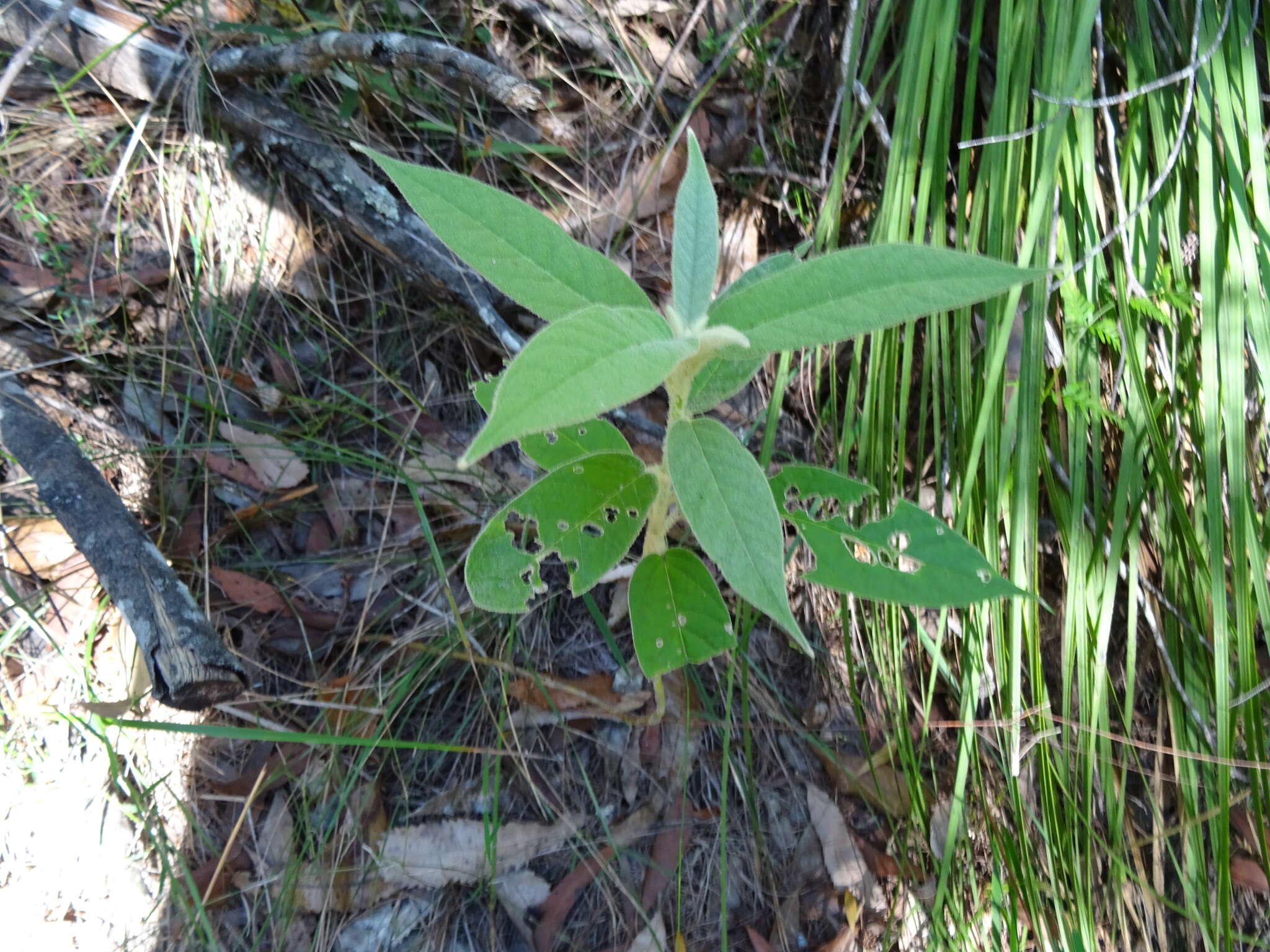 Image of Astrotricha floccosa DC.